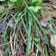 Blätterfoto Carex ornithopoda