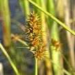 Portraitfoto Carex otrubae