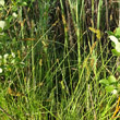 Habitusfoto Carex otrubae