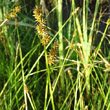 Stängel-/Stammfoto Carex otrubae