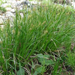 Habitusfoto Carex pallescens