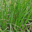Blätterfoto Carex pallescens
