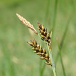 Portraitfoto Carex panicea