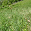 Habitusfoto Carex panicea