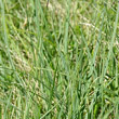 Blätterfoto Carex panicea