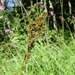 Portraitfoto Carex paniculata