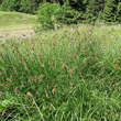 Habitusfoto Carex paniculata