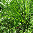 Blätterfoto Carex paniculata