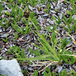 Habitusfoto Carex parviflora