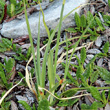 Blätterfoto Carex parviflora