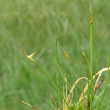 Portraitfoto Carex pauciflora