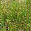 Habitusfoto Carex pauciflora