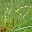 Blätterfoto Carex pauciflora