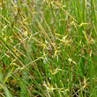 Foto von Besonderheit Carex pauciflora