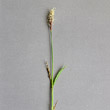 Blütenfoto Carex pilosa