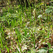 Habitusfoto Carex pilosa