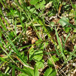 Blätterfoto Carex pilosa