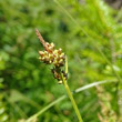 Portraitfoto Carex pilulifera