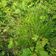 Habitusfoto Carex pilulifera
