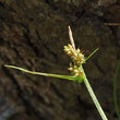 Fruchtfoto Carex pilulifera