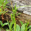Blütenfoto Carex pseudocyperus