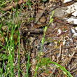 Portraitfoto Carex remota