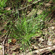 Habitusfoto Carex remota