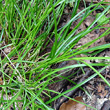 Blätterfoto Carex remota