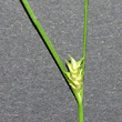 Foto von Besonderheit Carex remota