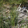 Habitusfoto Carex rostrata