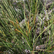 Blätterfoto Carex rostrata