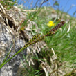 Portraitfoto Carex sempervirens