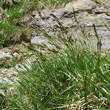 Habitusfoto Carex sempervirens