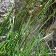 Blätterfoto Carex sempervirens