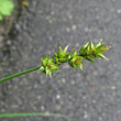 Portraitfoto Carex spicata