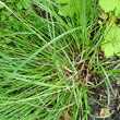 Blätterfoto Carex spicata