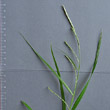 Blütenfoto Carex strigosa