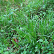 Habitusfoto Carex strigosa