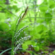 Portraitfoto Carex sylvatica