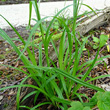 Blätterfoto Carex sylvatica