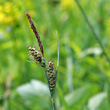 Portraitfoto Carex tomentosa