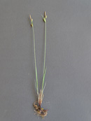 Habitusfoto Carex tomentosa