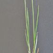 Blätterfoto Carex tomentosa