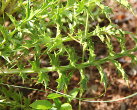 Blätterfoto Carlina acaulis subsp. caulescens