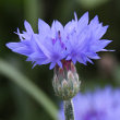 Blütenfoto Centaurea cyanus