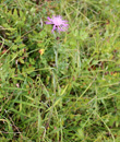 Habitusfoto Centaurea jacea subsp. angustifolia