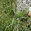Blätterfoto Centaurea jacea subsp. gaudinii