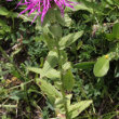 Stängel-/Stammfoto Centaurea nervosa