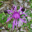 Blütenfoto Centaurea nigrescens