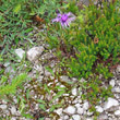 Habitusfoto Centaurea nigrescens